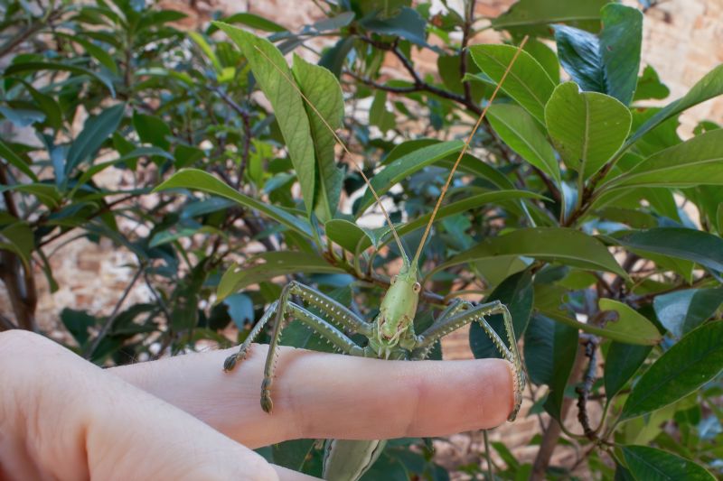 Tettigoniidae - Saga pedo